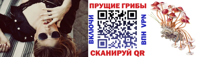 Псилоцибиновые грибы Psilocybine cubensis  Славянск-на-Кубани 
